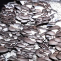Grega de cogumelo de cogumelos multi -span agrícola